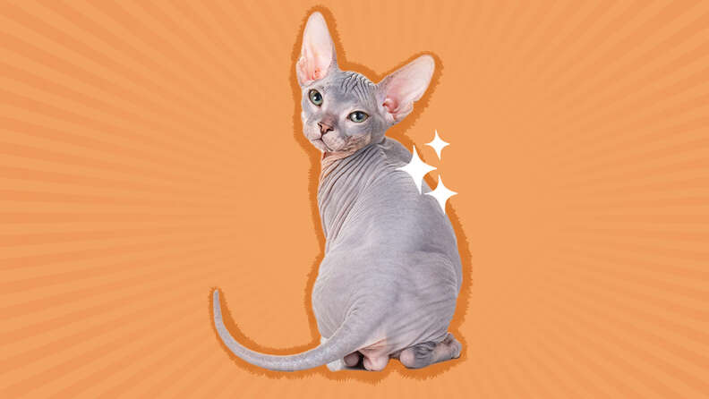 Hairless clearance sphynx cat