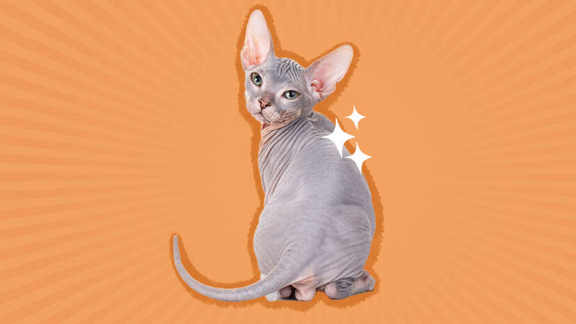 Orange sphynx hot sale cat