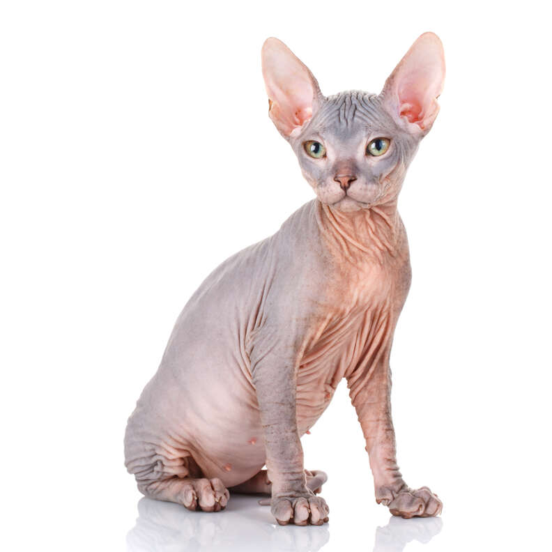 A store bald cat