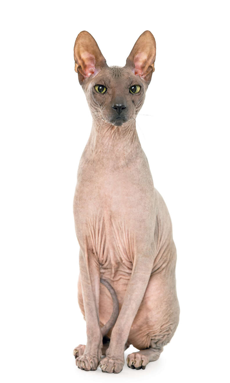 Sphynx Cat's Sweater Plaid Red Grey Naked Cat Hairless