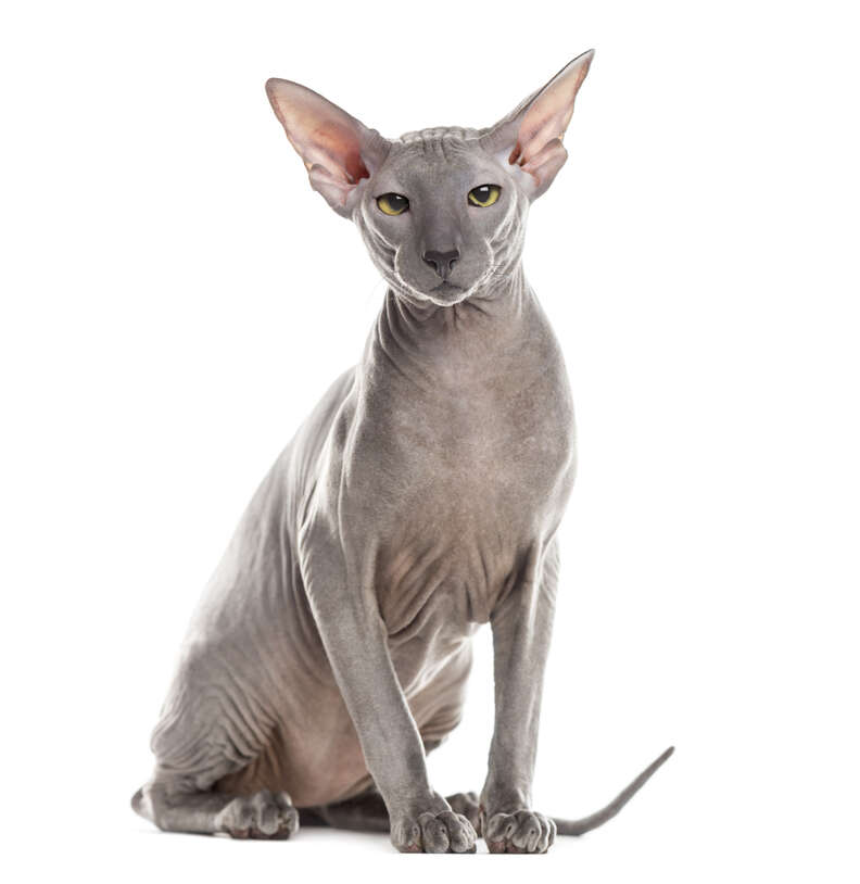 Types of hot sale hairless cats