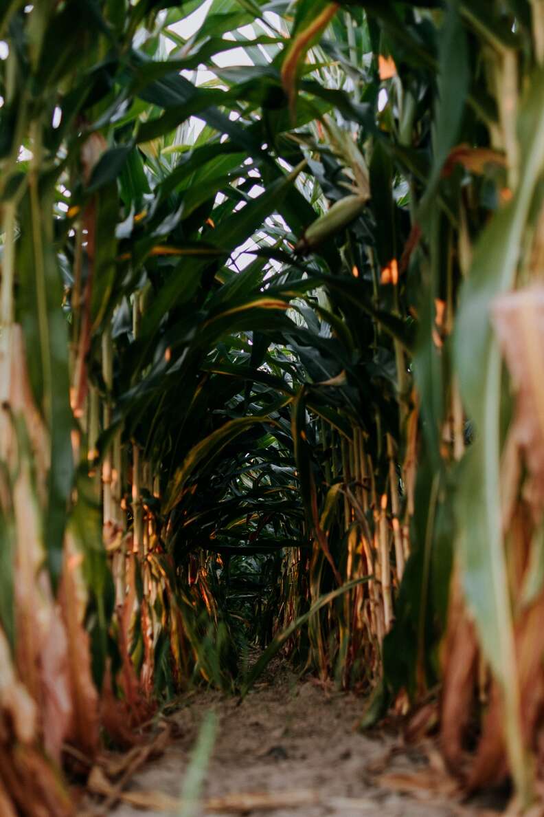 interior of corn maze