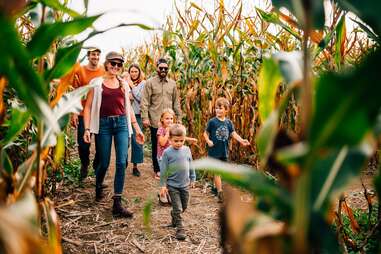 family walking through corn maze