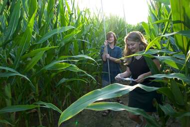 kids in corn maze