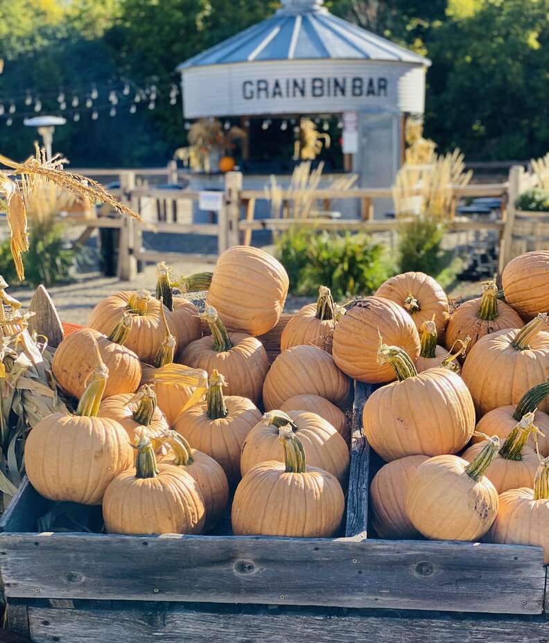 wooden bins of pumpkins