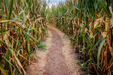 corn maze path