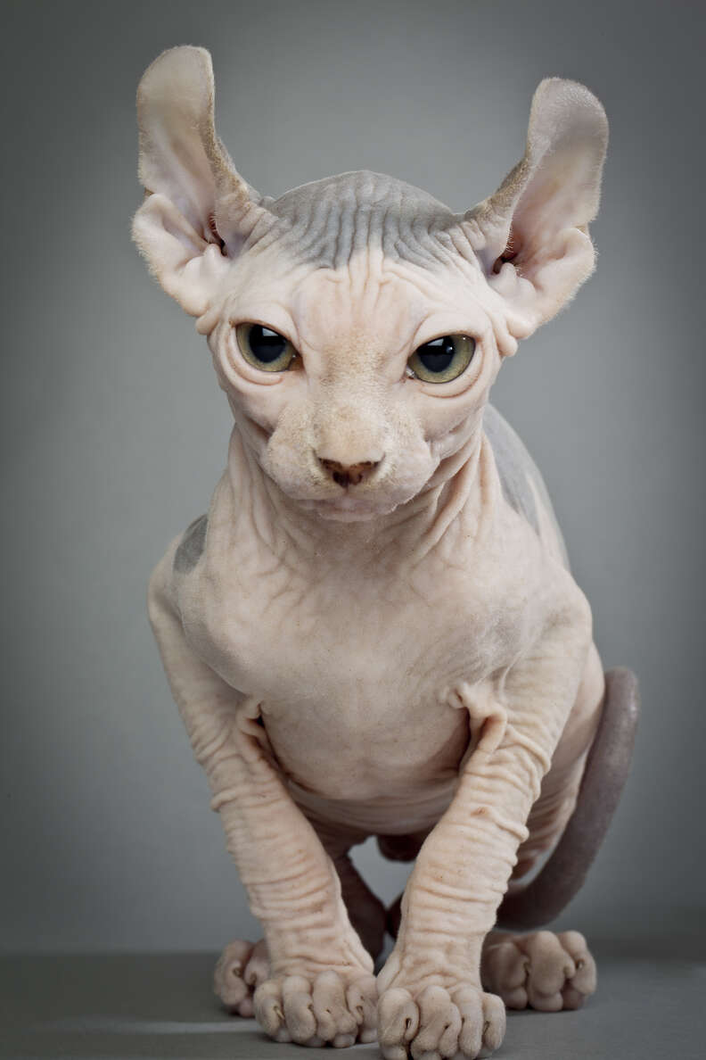 Bald sphynx hot sale cat