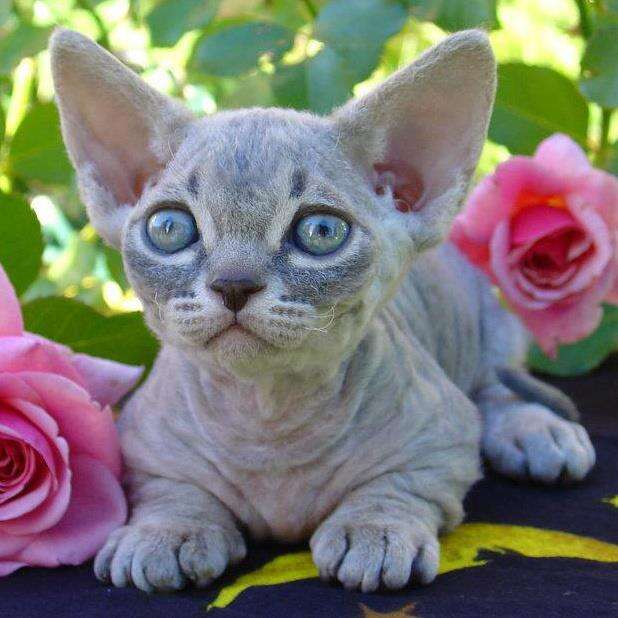 Beautiful hairless hot sale cats