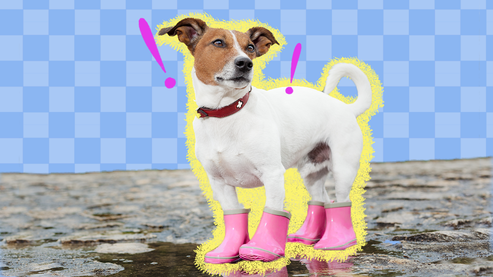 Dog Shoes The 5 Best Booties For Every Season And Activity DodoWell