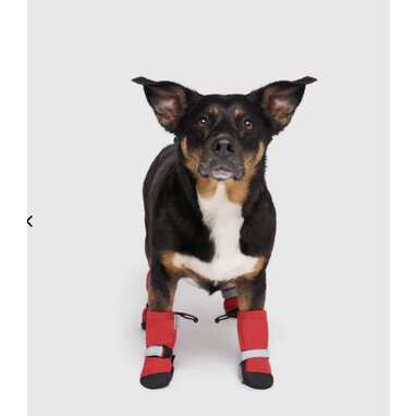 Dog shoes canada best sale