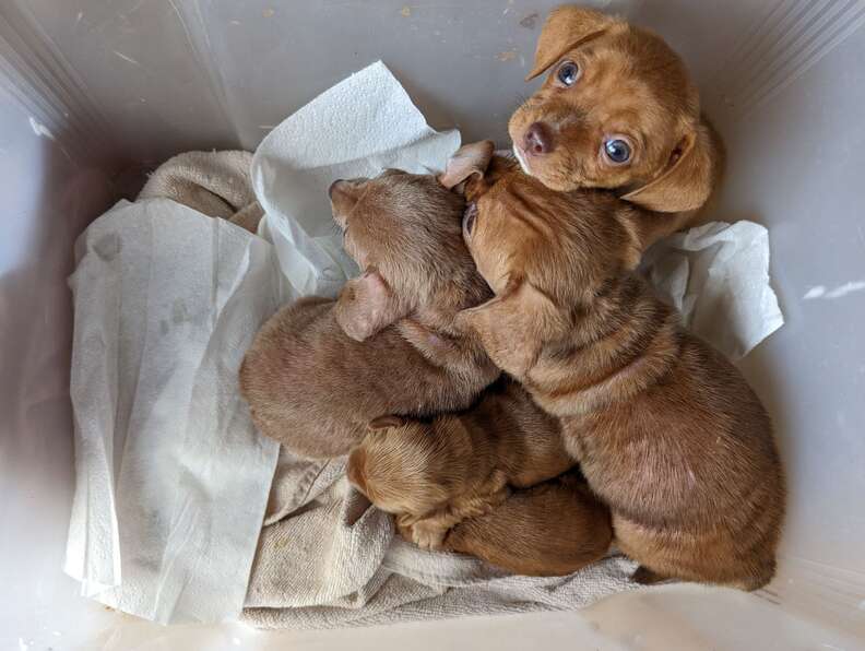 puppies abandoned in box