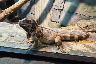 Iguana at the St Andrews Aquarium