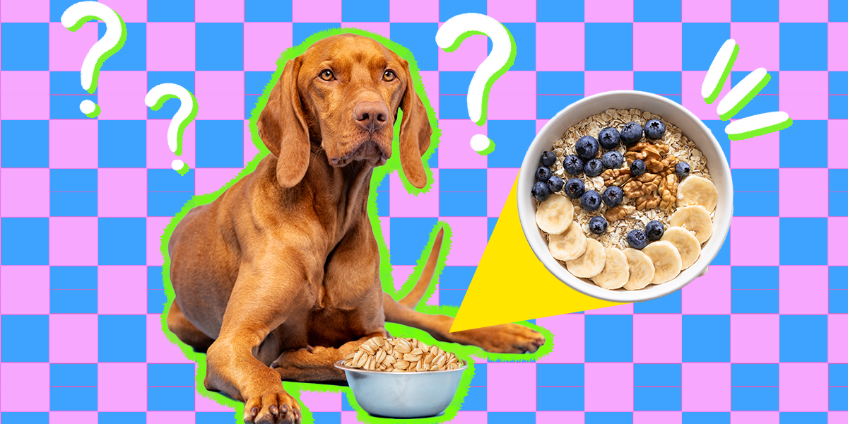 can dogs with pancreatitis eat porridge