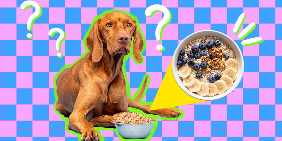 Can dogs 2025 eat rolled oats