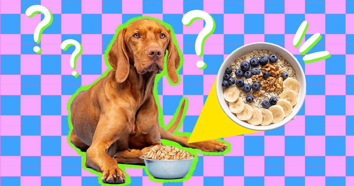 are raw oats good for dogs