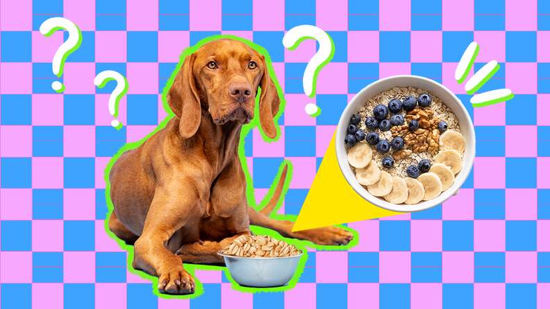 can dogs eat baby oatmeal cereal