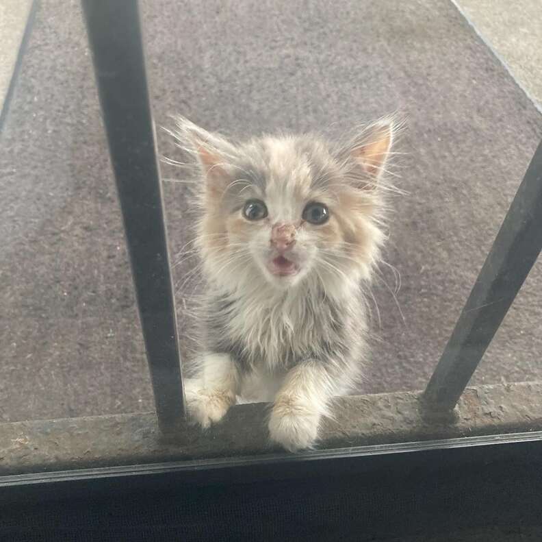 A kitten cries to come inside a house.