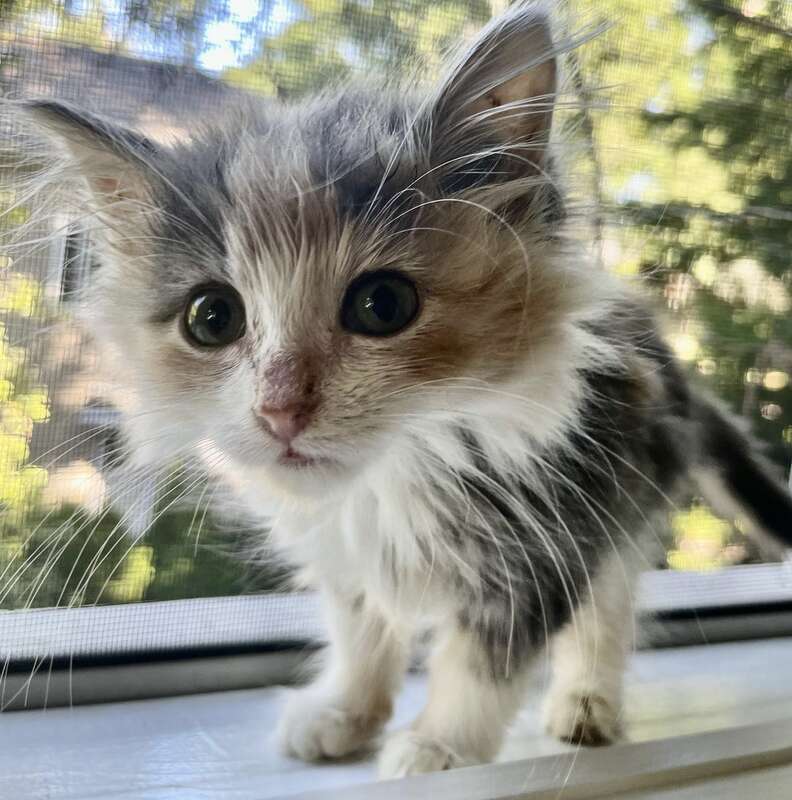 A kitten stands on a windowsill.