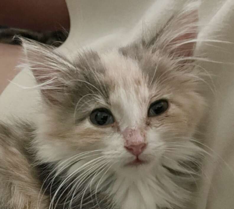 A kitten stares at the camera.