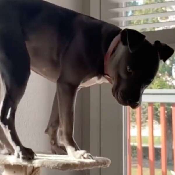 dog on cat tree
