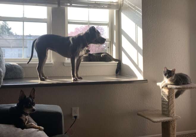 dogs and cat in house