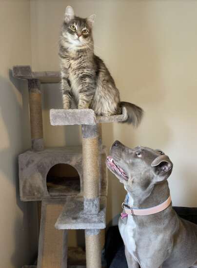 dog looking at cat