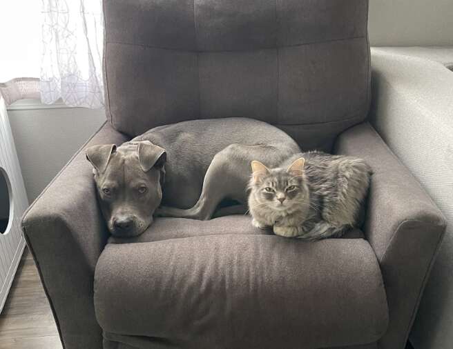 dog and cat in chair