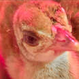 peahen chick in someones hand