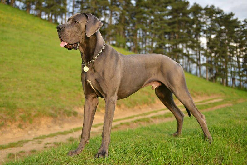 Biggest dog in the world? Meet Zeus -- the 7 feet tall Great Dane.