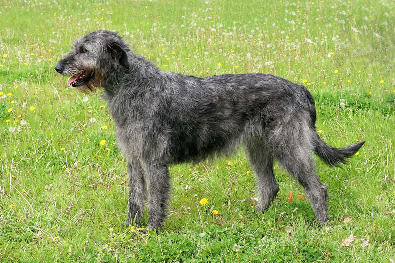 Large breed best sale terrier dogs