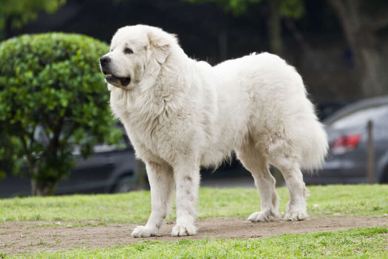 Great pyrenees best sale and bullmastiff mix