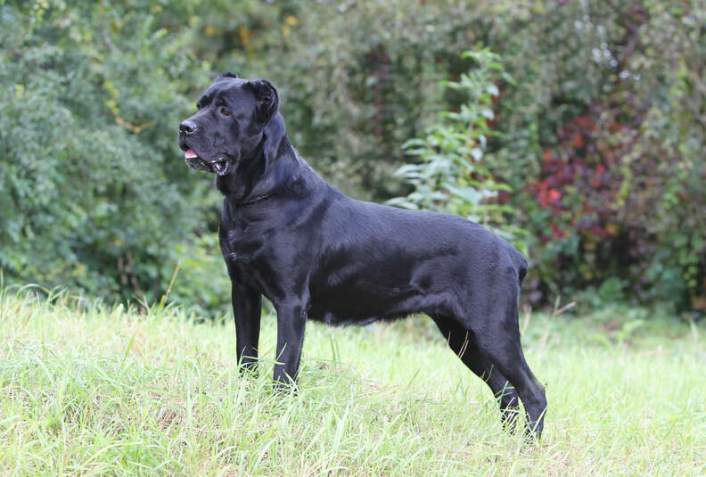Largest cane corso cheap