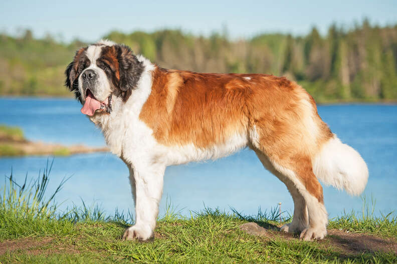 Biggest Dog Breeds: Facts To Know About The World’s 16 Largest Dogs ...