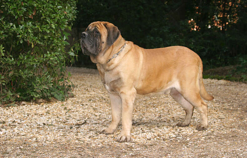 Largest domestic clearance dog breed