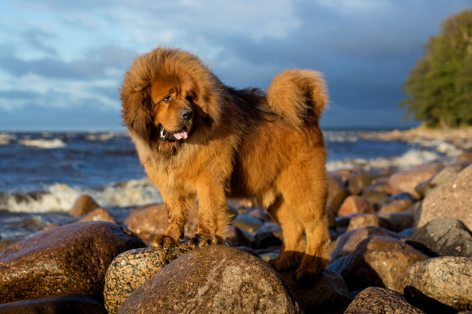 Biggest Dog Breeds: Facts To Know About The World’s 16 Largest Dogs ...