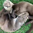 two otters playing in grass