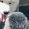 a happy fluffy dog and a grumpy cat