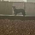 Dog Waits On Train Tracks For Weeks After Family Left Her Behind