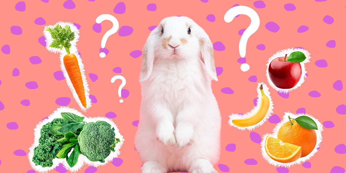 What Do Rabbits Eat As Pets Here Are The Best Foods According To