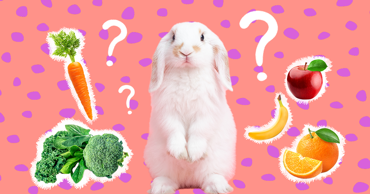 What Do Rabbits Eat As Pets Here Are The Best Foods According To An Expert DodoWell The Dodo