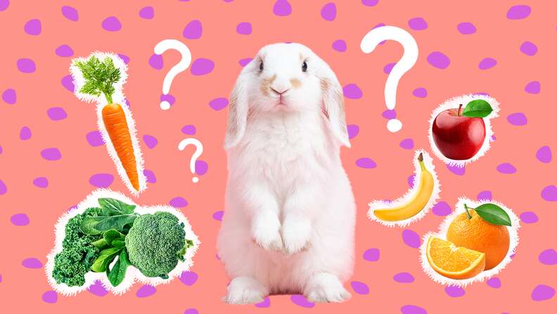 What Do Rabbits Eat As Pets Here Are The Best Foods According To An Expert DodoWell The Dodo