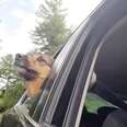 A dog enjoys wind as he sticks his head out of the car window.