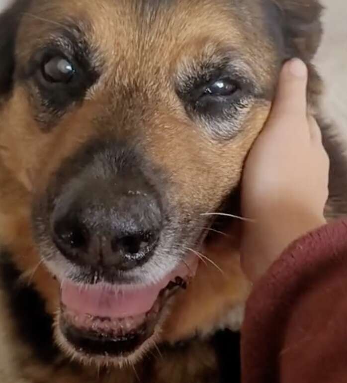 A dog smiles while being petted.