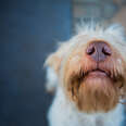 Dogs Can Smell When Humans Are Stressed