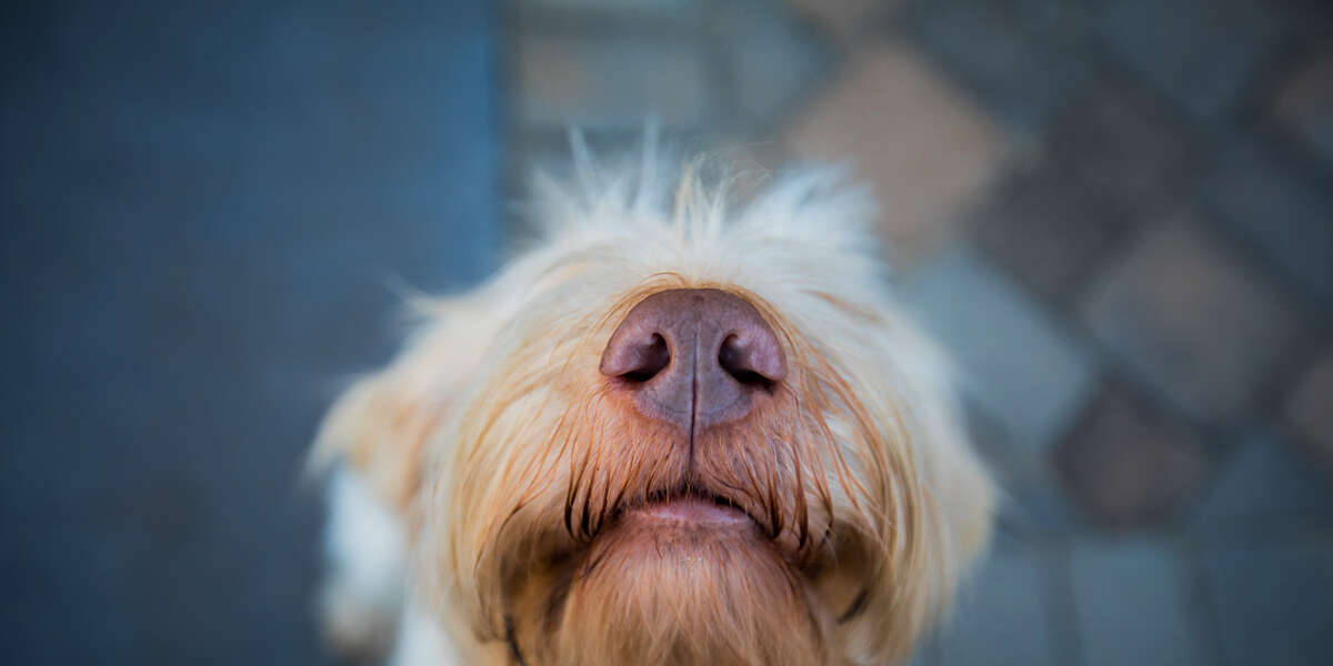 do dogs know when your stressed