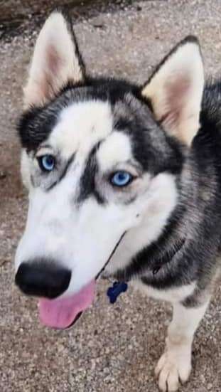 husky