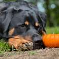 A black dog sleeps with mini pumpkin.