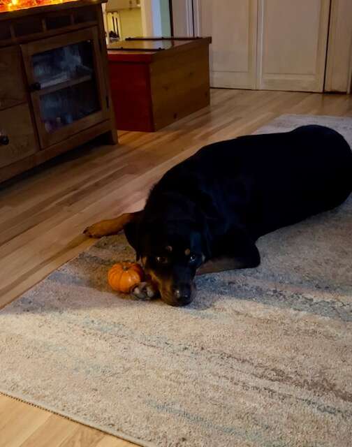 A black dog sleeps with mini pumpkin.