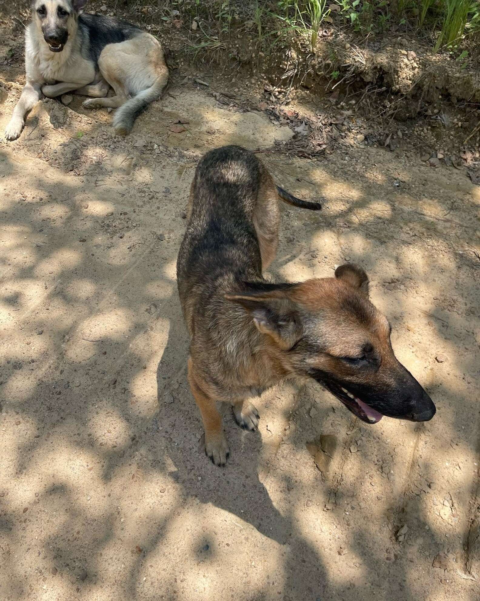 German Shepherd Family Refuses To Leave Dumpsters Where They Last Saw ...