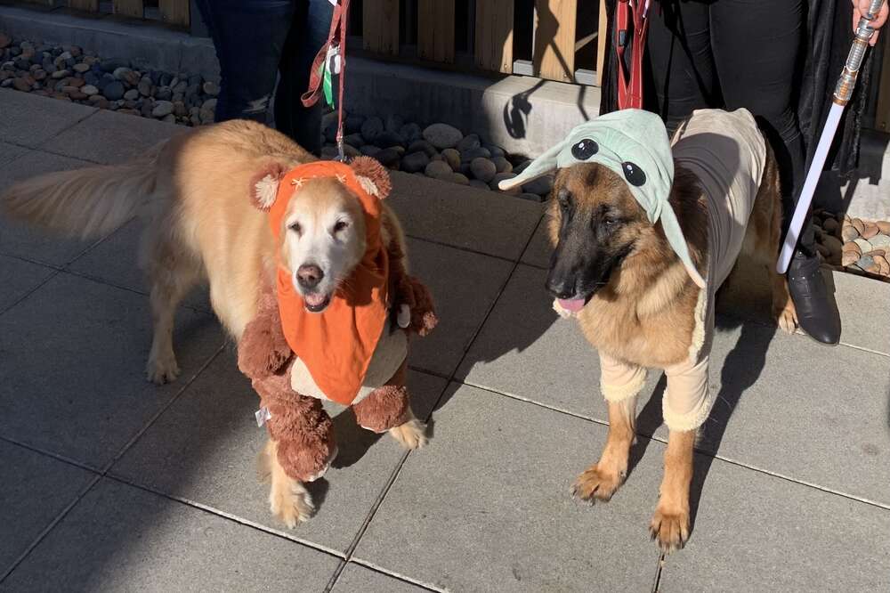 chicago bears dog costume